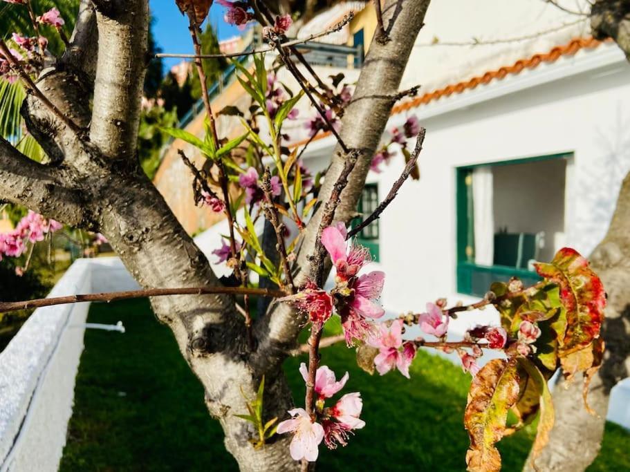 Apartament Vivienda Vacacional Con Vistas. Sauzal Zewnętrze zdjęcie